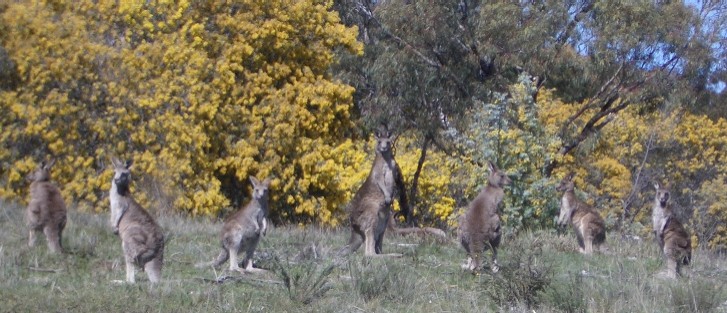 kangaroos