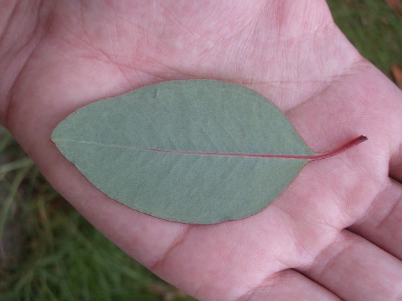 leaf