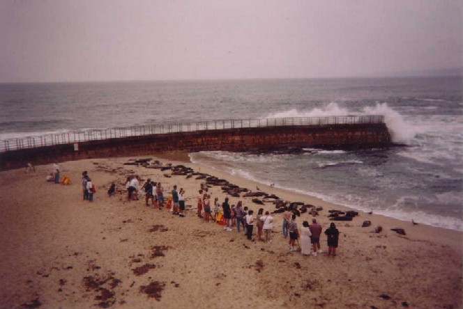 seals and people