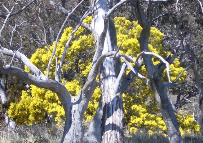 yellow tree